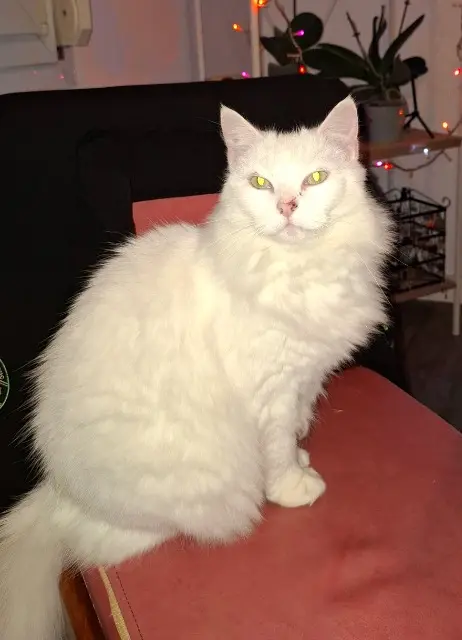 chatte lost   35640 Martigné-Ferchaud Choupie