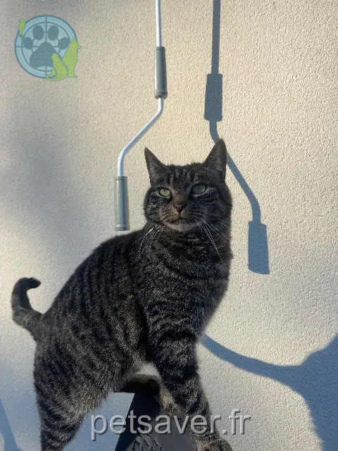 chatte lost   35430 Châteauneuf-d'Ille-et-Vilaine Cleo