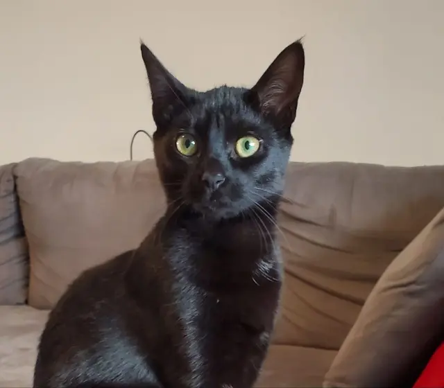 chatte lost   35770 Vern-sur-Seiche Coco