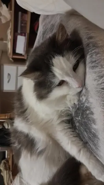 chatte lost   35850 Parthenay-de-Bretagne Curly