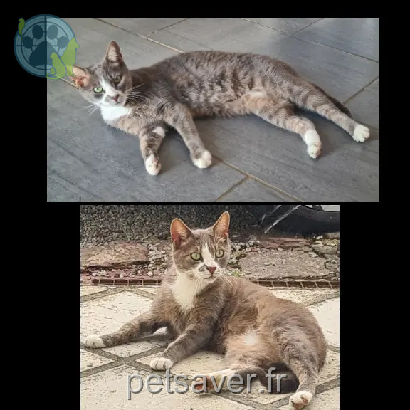 Chatte Perdue 35 Ille-et-Vilaine - Câline Chatte Perdue 35 Ille-et-Vilaine - Câline