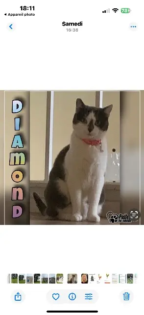 chatte lost   35120 Dol-de-Bretagne Diamond