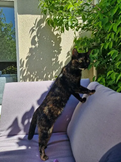 chatte lost   35520 Melesse Déïa