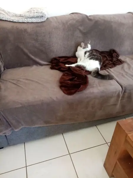 Chatte Perdue 35 Ille-et-Vilaine Chatte Perdue 35 Ille-et-Vilaine