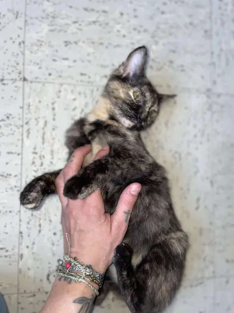 chatte lost   35260 Cancale Freya