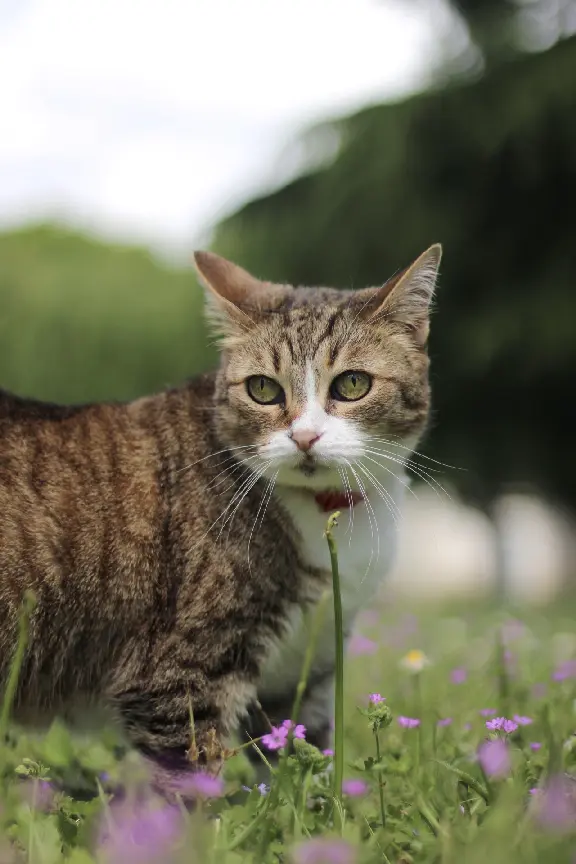 Chatte Perdue 35 Ille-et-Vilaine - Frimousse Chatte Perdue 35 Ille-et-Vilaine - Frimousse