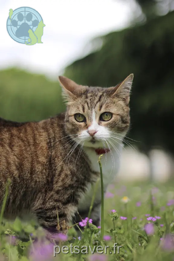 Chatte Perdue 35 Ille-et-Vilaine - Frimousse Chatte Perdue 35 Ille-et-Vilaine - Frimousse