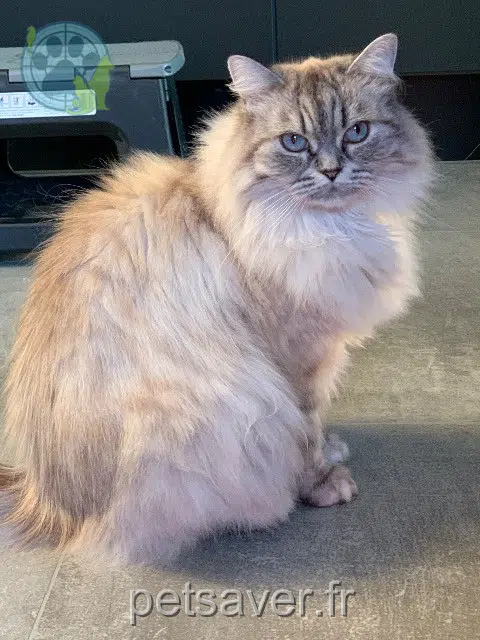 chatte lost   35410 Châteaugiron Galipette