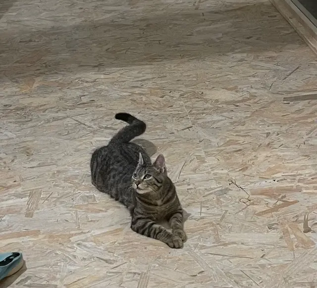 chatte lost   35830 Betton Gigi