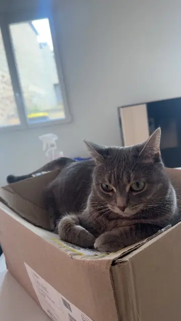 chatte lost   35300 Fougères Grey