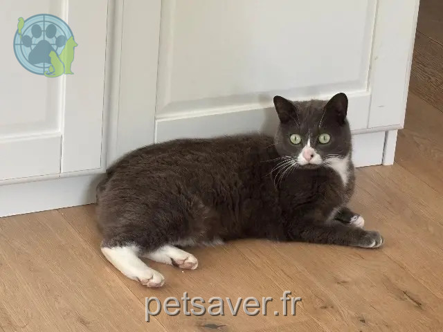 cat lost 35170 Bruz Grisette cat lost 35170 Bruz Grisette
