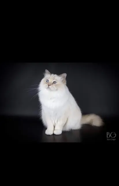 chatte lost   35480 Guipry-Messac Mata