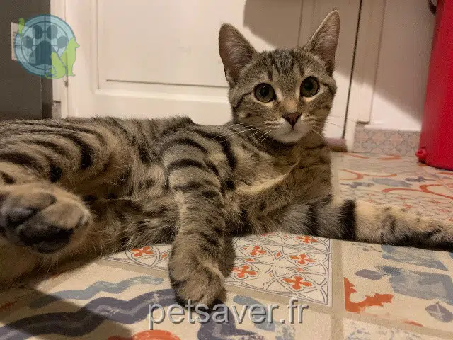cat lost   35760 Saint-Grégoire Gunness