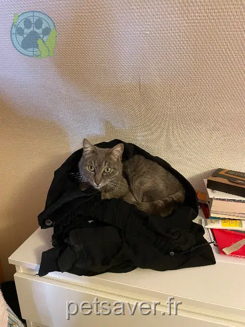 gata lost   35136 Saint-Jacques-de-la-Lande Hima