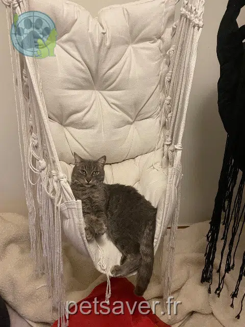 chatte lost   35136 Saint-Jacques-de-la-Lande Hima