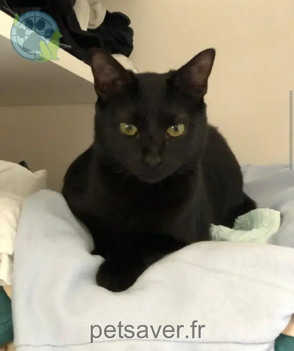 Chatte Perdue 35 Ille-et-Vilaine - Hope Chatte Perdue 35 Ille-et-Vilaine - Hope