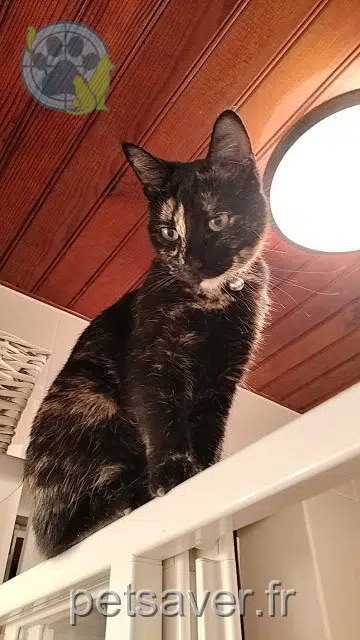 chatte lost 35530 Servon-sur-Vilaine Héméra