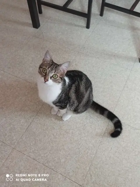 chatte lost   35500 Vitré Isis