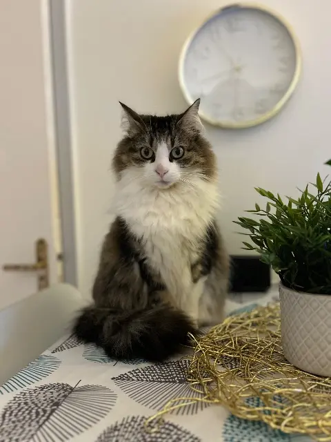 chatte lost   35136 Saint-Jacques-de-la-Lande June