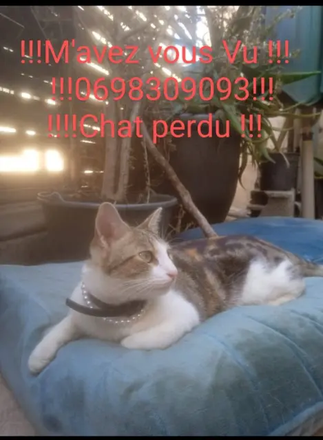 chatte lost   35350 Saint-Coulomb Kawett