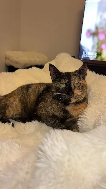 chatte lost   35133 Lécousse Kelly