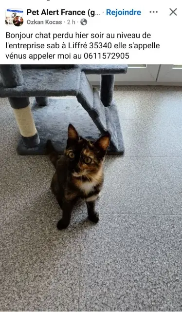 chatte lost   35340 Liffré Kocas