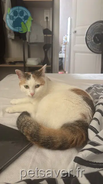 chatte lost 35400 Saint-Malo Kouskous