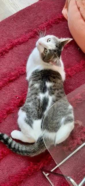 chatte lost   35300 Fougères LILOU