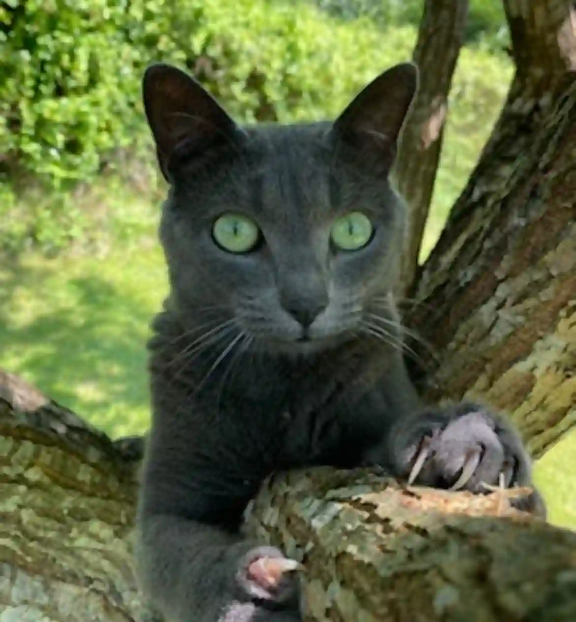 Chatte Perdue 35 Ille-et-Vilaine - Louna Chatte Perdue 35 Ille-et-Vilaine - Louna