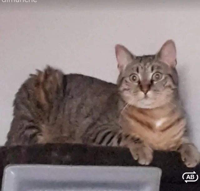 chatte lost    Luitré-Dompierre Ruby