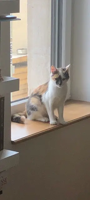 cat lost   35760 Saint-Grégoire Madame