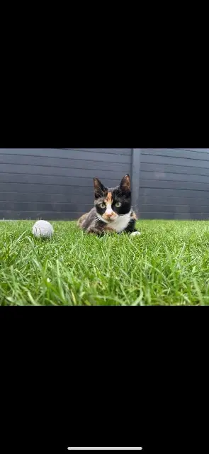 chatte lost   35460 Maen-Roch Umy