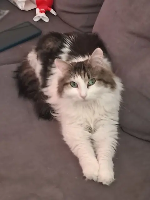 chatte lost   35310 Chavagne Maya