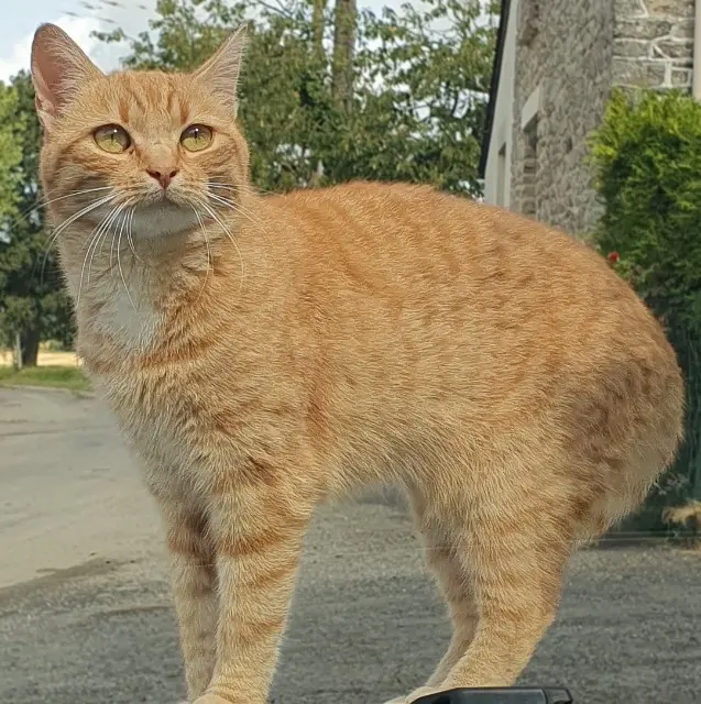 chatte lost   35370 Torcé Maya