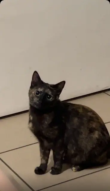 chatte lost   35500 Vitré Micha