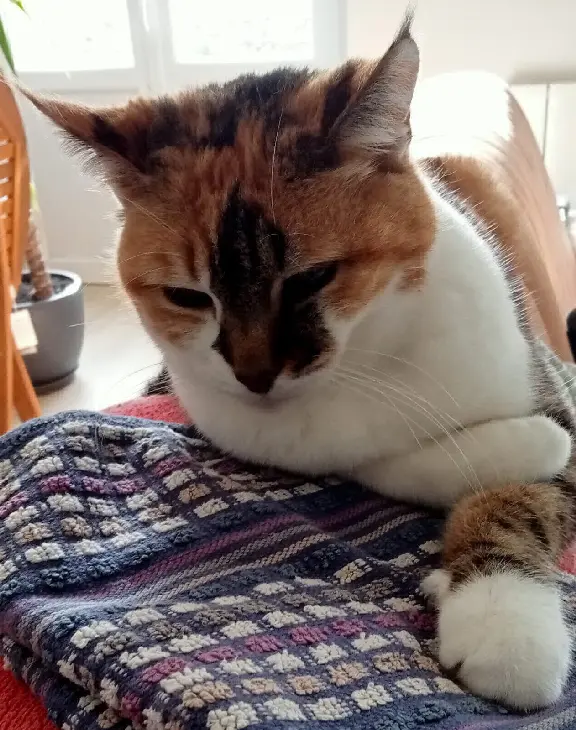 Chatte Perdue 35 Ille-et-Vilaine - Minette Chatte Perdue 35 Ille-et-Vilaine - Minette