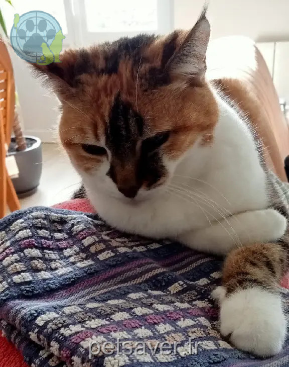 Chatte Perdue 35 Ille-et-Vilaine - Minette Chatte Perdue 35 Ille-et-Vilaine - Minette
