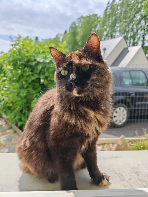 chatte lost   35330 La Chapelle-Bouëxic Minette