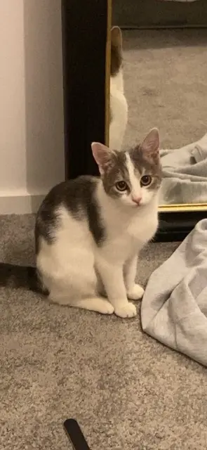 chatte lost   35740 Pacé Mira
