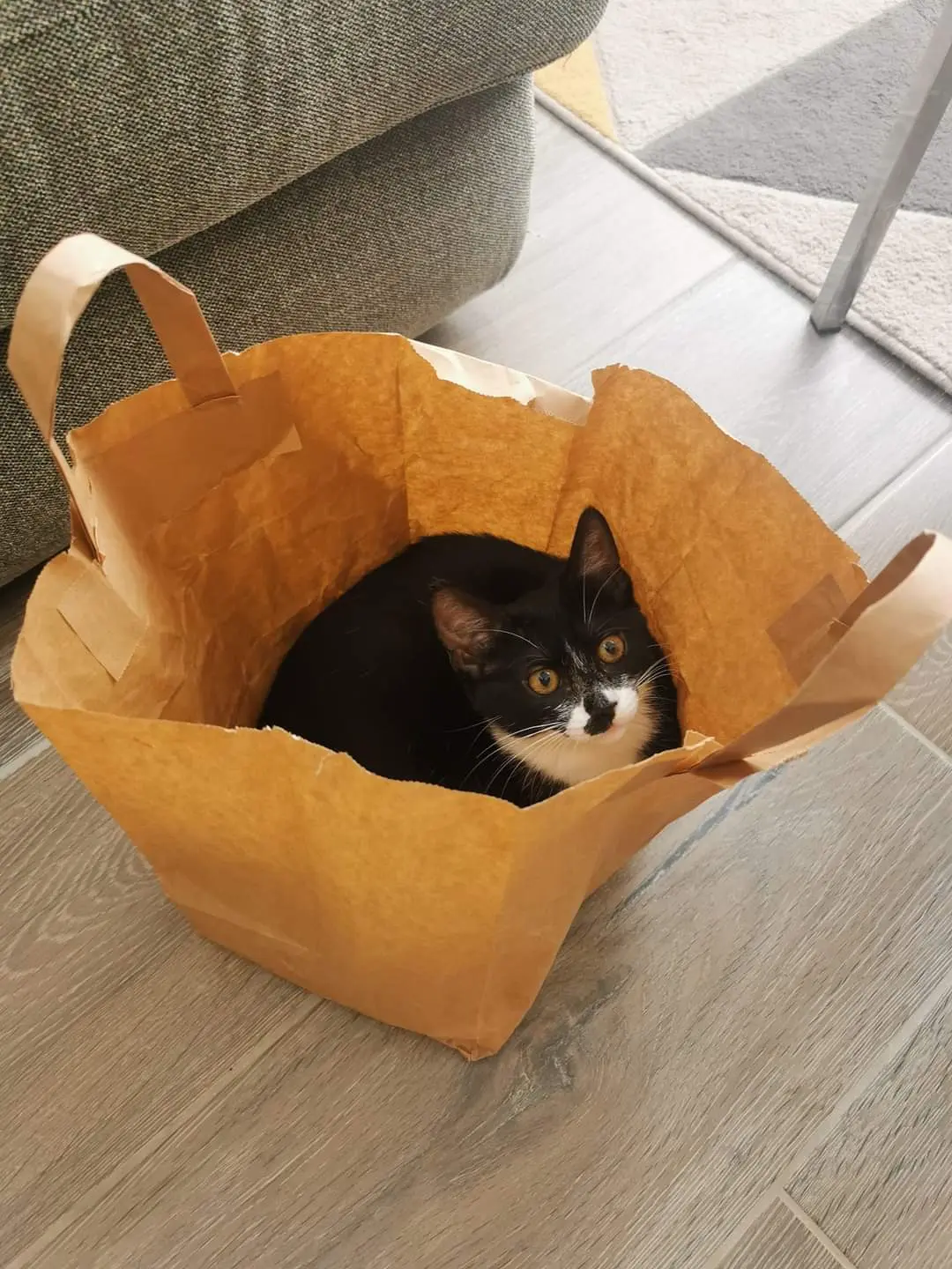 Chatte Perdue 35 Ille-et-Vilaine - Moustache Chatte Perdue 35 Ille-et-Vilaine - Moustache