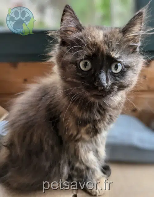 cat lost   35370 Argentré-du-Plessis Murphy