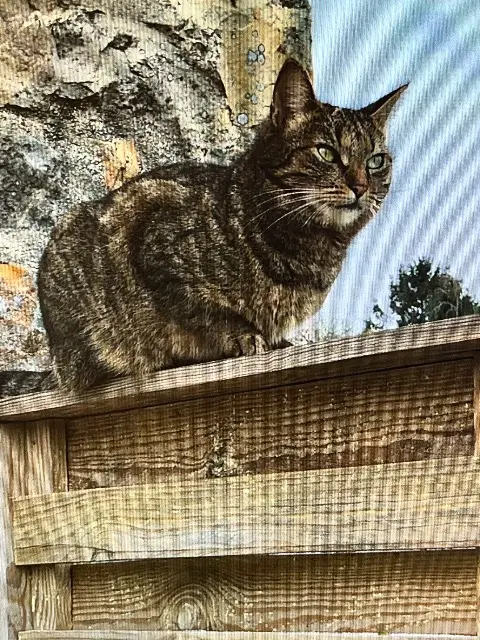 chatte lost   35210 Châtillon-en-Vendelais Mythika