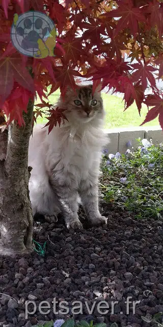 gata lost   35250 Chasné-sur-Illet Nala