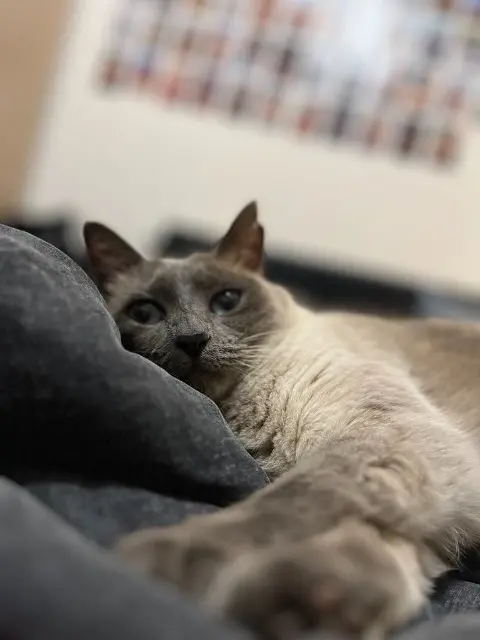 chatte lost   35250 Chevaigné NALA