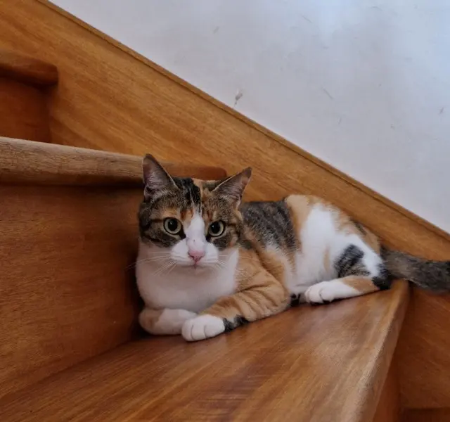 cat lost   35500 Vitré Nala