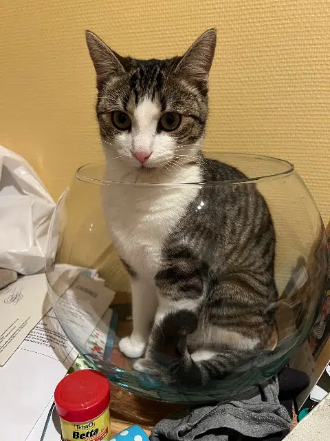 chatte lost   35170 Bruz Nala