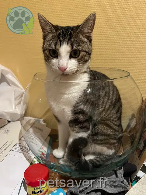 chatte perdue 35170 Bruz Nala chatte lost 35170 Bruz Nala