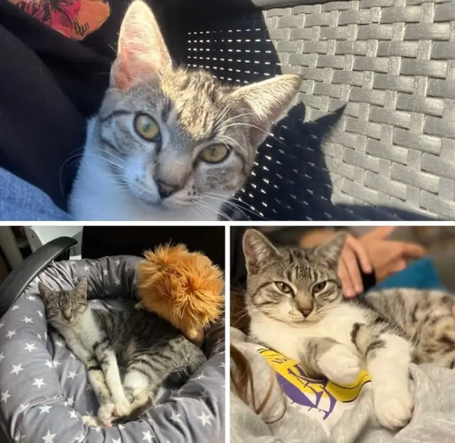 chatte lost   35230 Bourgbarré Nala