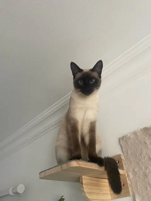 chatte lost   35136 Saint-Jacques-de-la-Lande Nala