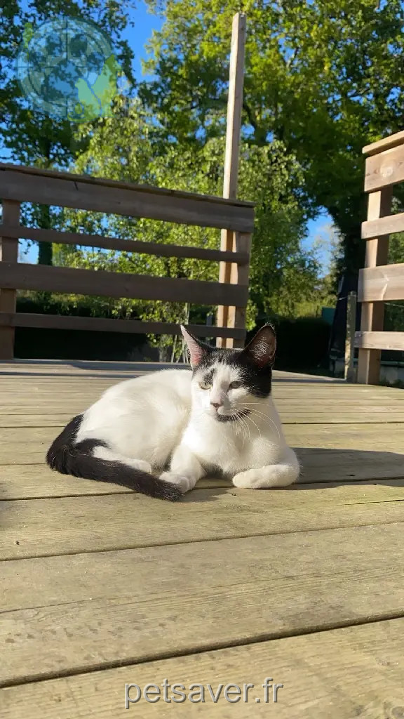 Chatte Perdue 35 Ille-et-Vilaine - Nala Chatte Perdue 35 Ille-et-Vilaine - Nala